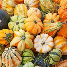 Daisy Gourd